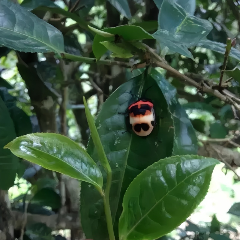 六大茶类茶文化科普 云南茶具批发 昆明创窑茶器